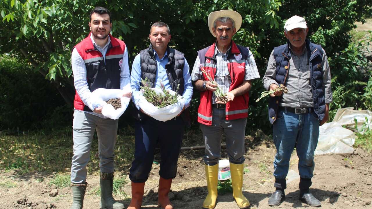 Yozgat'ta İlk Salep Hasadı Yapıldı! Üreticilere Önemli Uyarı