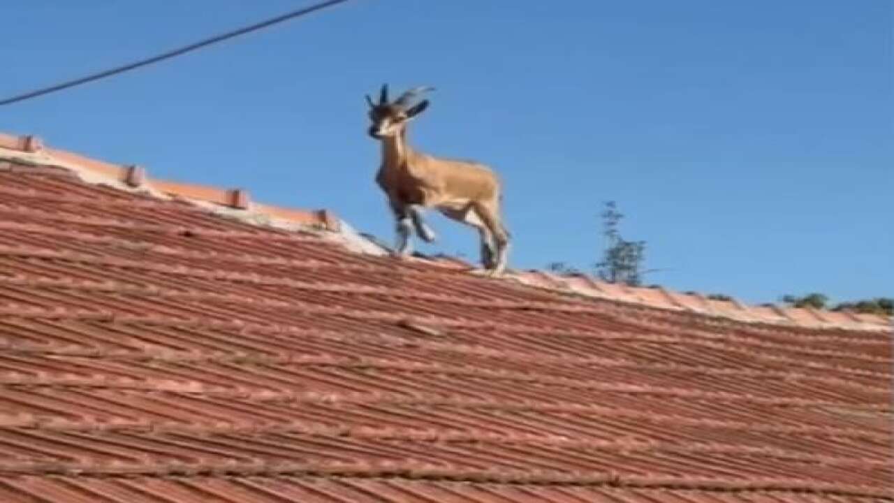 Yozgat’ta bu da oldu: Çatıda gördüğünüze inanamayacaksınız!