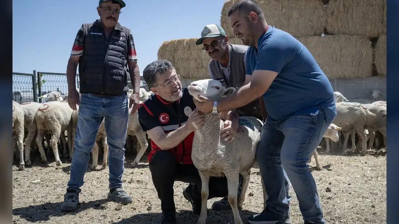 Hayvancılıkta Büyük Destek Başladı! 160 Bin Küçükbaş Üreticiye Ulaşacak