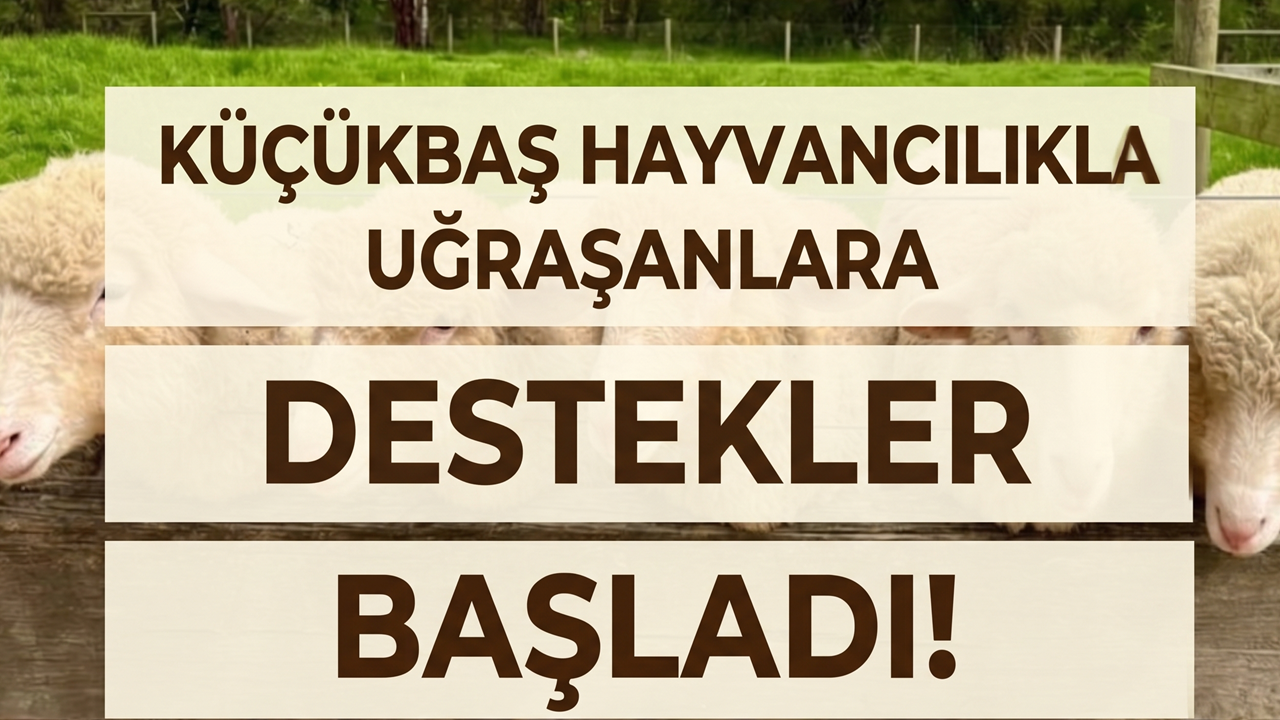 Küçükbaş Hayvancılıkla Uğraşanlara Destekler Başladı! Şartlar ve Diğer Detaylar da Açıklandı