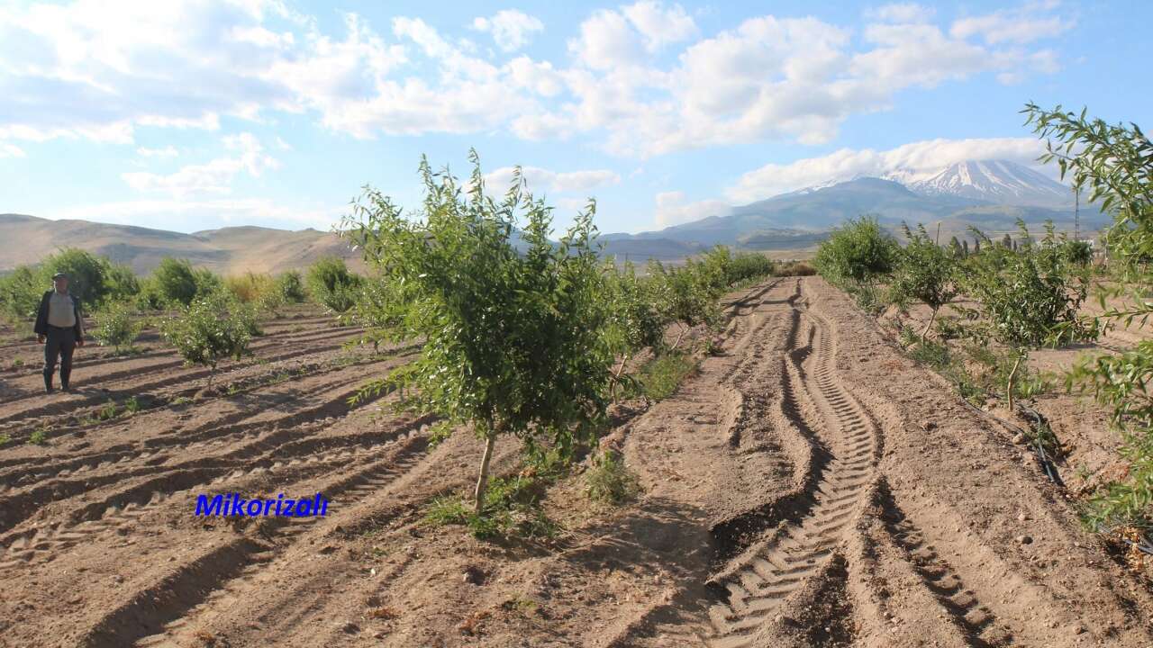 Yozgat Tarım ve Orman İl Müdürlüğü'nden Dikkat Çeken Deneme