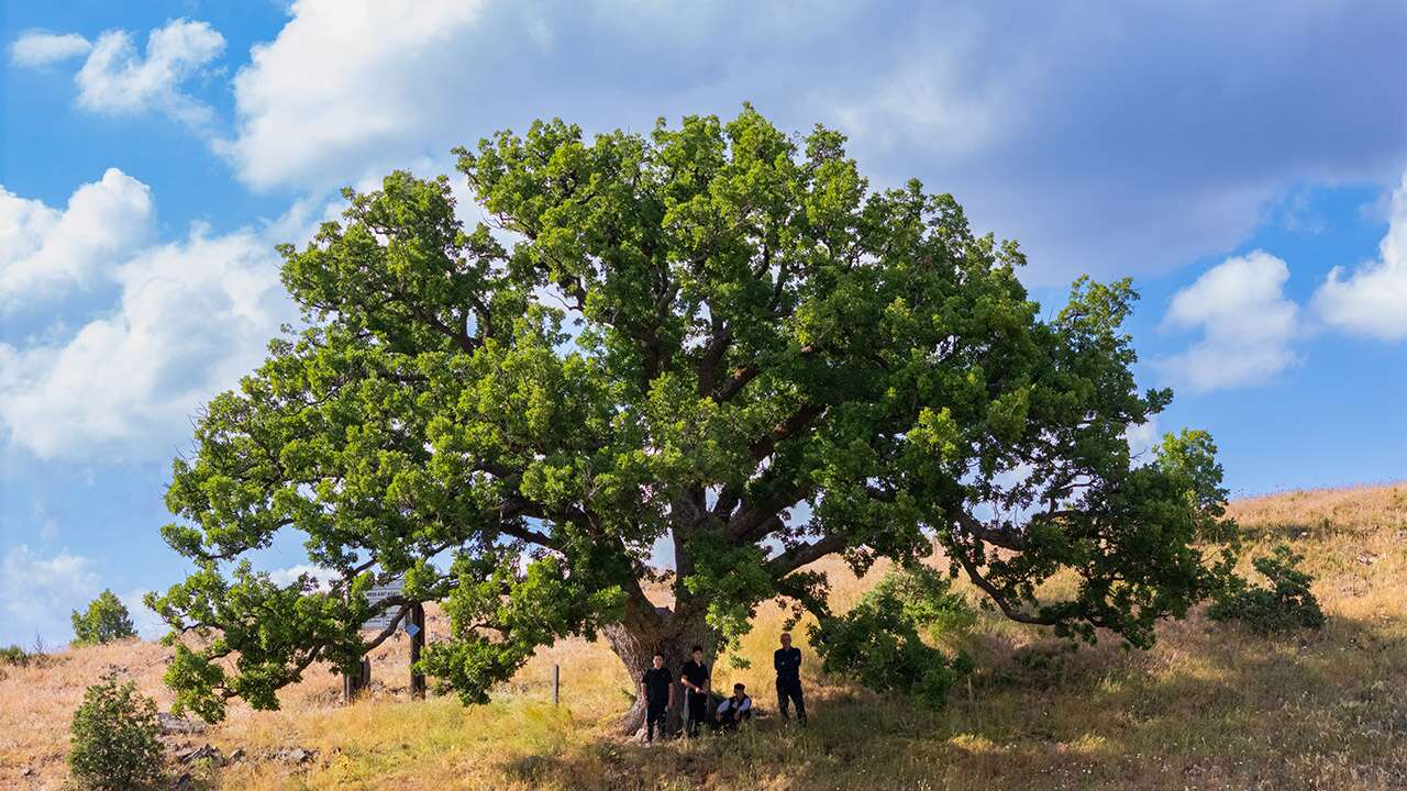 Yozgat’ta kök salan 554 yıllık anıt ağaç köylülere emanet
