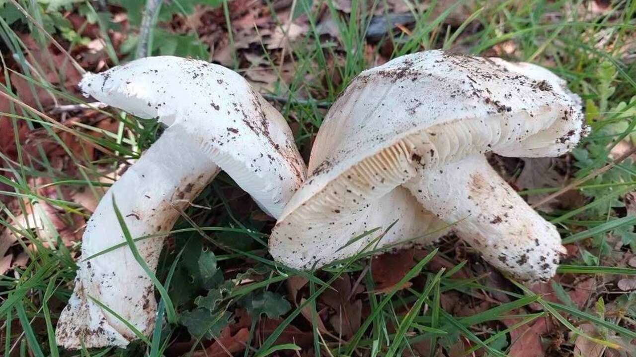 Çekerek'te Çayır Mantarı Mesaisi Başladı! 45 Yıllık Toplayıcıdan Hayati Uyarı