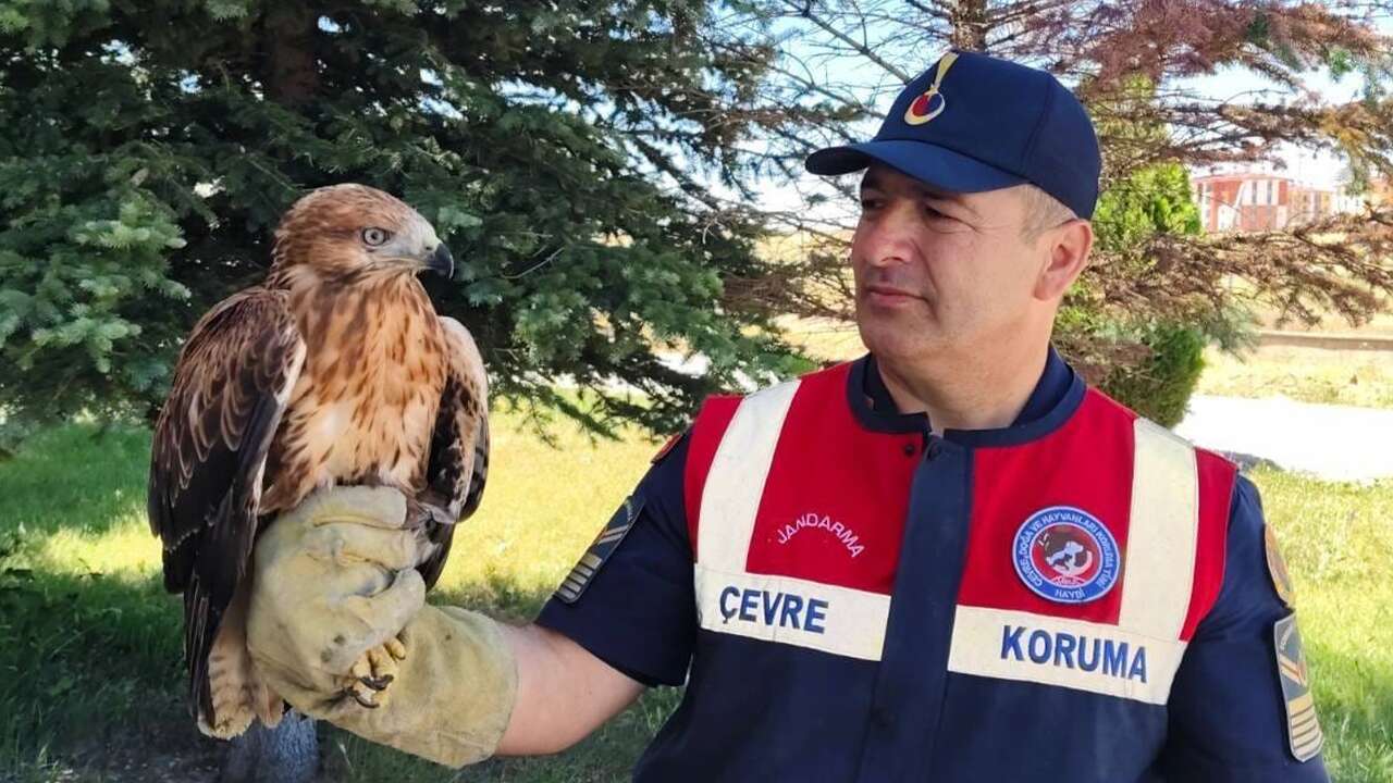 Yozgat'ta yaralı bulunan şahin tedaviye alındı