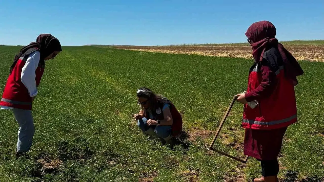 Yozgat'ta Hasat Öncesi Verim Mesaisi! Tarlalarda Kritik İncelemeler Başladı
