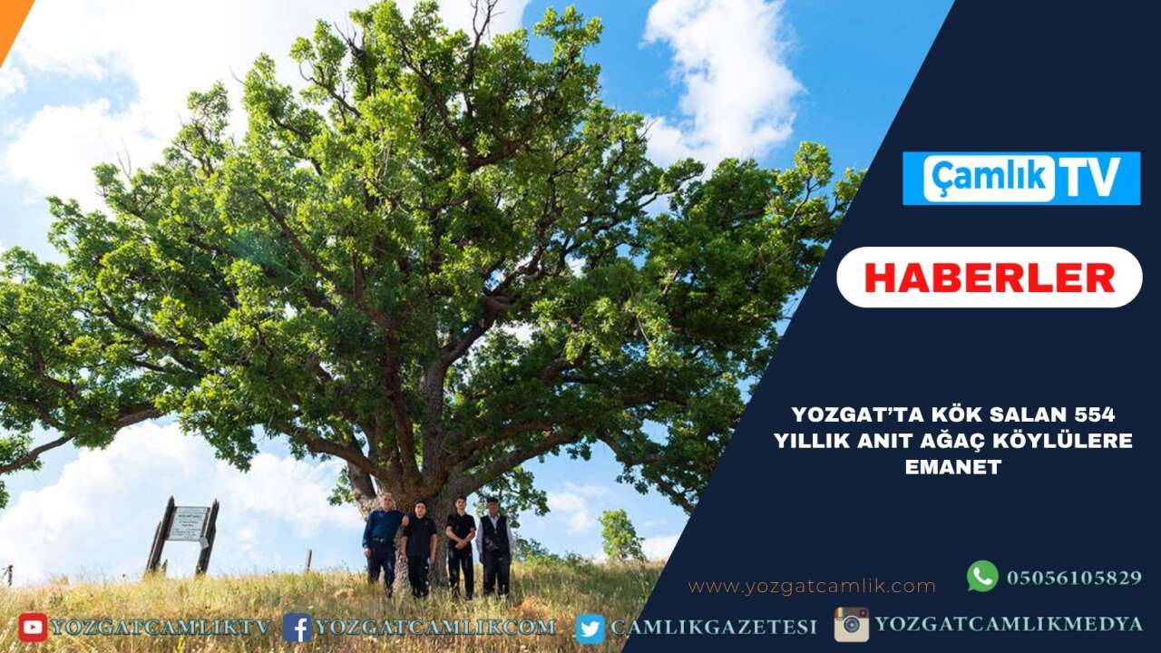 Yozgat’ta kök salan 554 yıllık anıt ağaç köylülere emanet