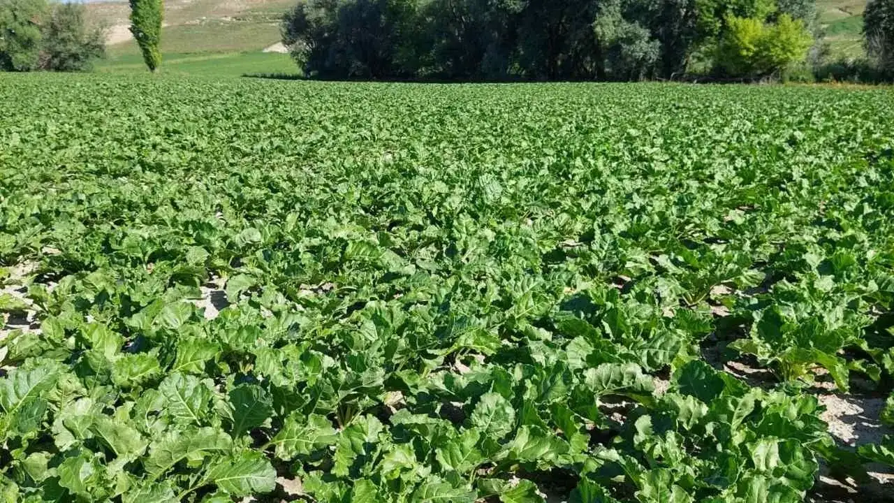 Yozgatlı Pancar Üreticisinden Fiyat Çağrısı