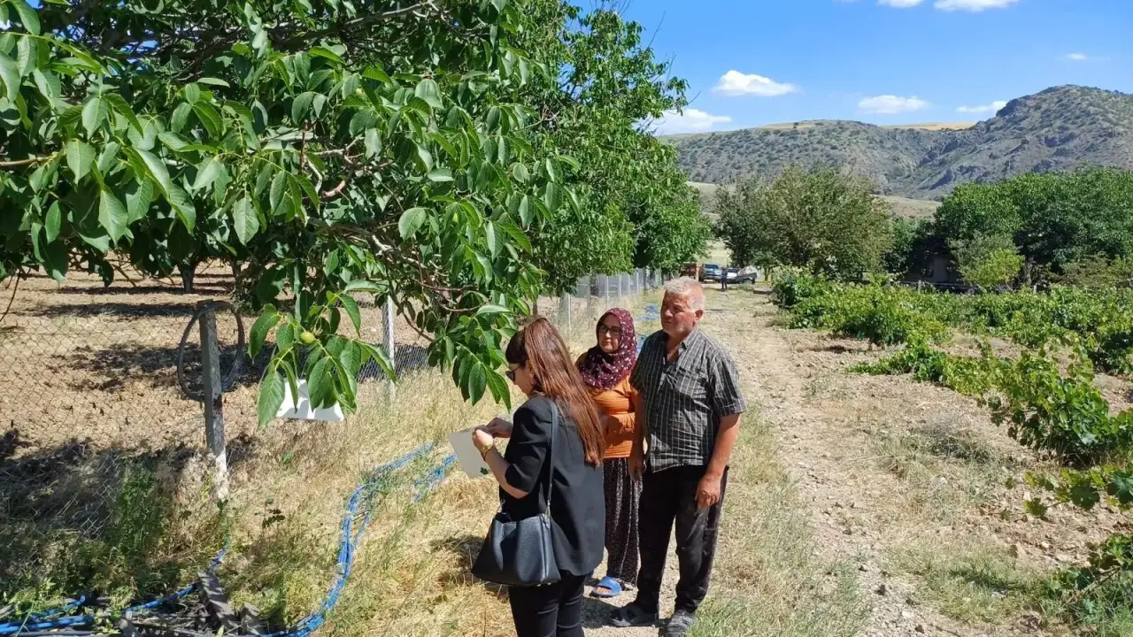 Yozgat'ta Bağ ve Elma Bahçelerinde Feromon Tuzak Seferberliği