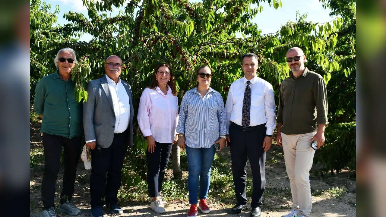 Yozgat Sorgun'da Kiraz Hasadı Başladı! Kaymakam Canpolat Üreticilerle Birlikte Bahçeye Girdi