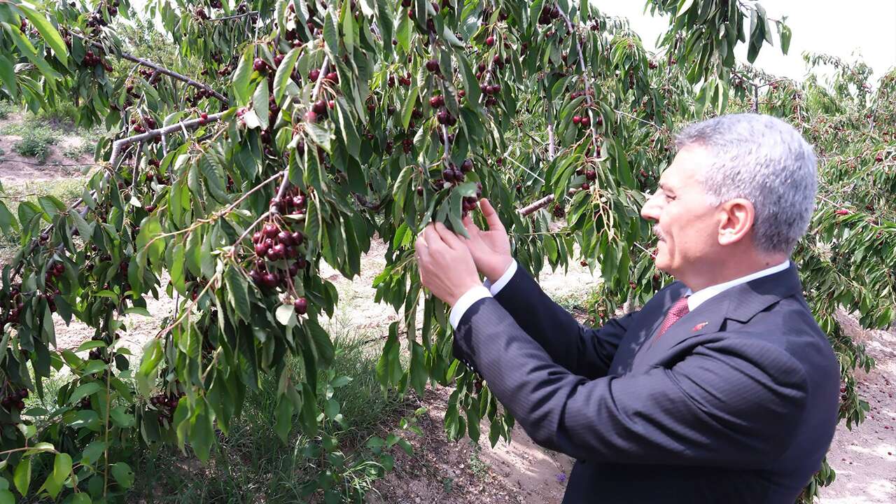 Yozgat Valisi  Özkan'dan Bahadın'daki Dev Kiraz Bahçesine Ziyaret