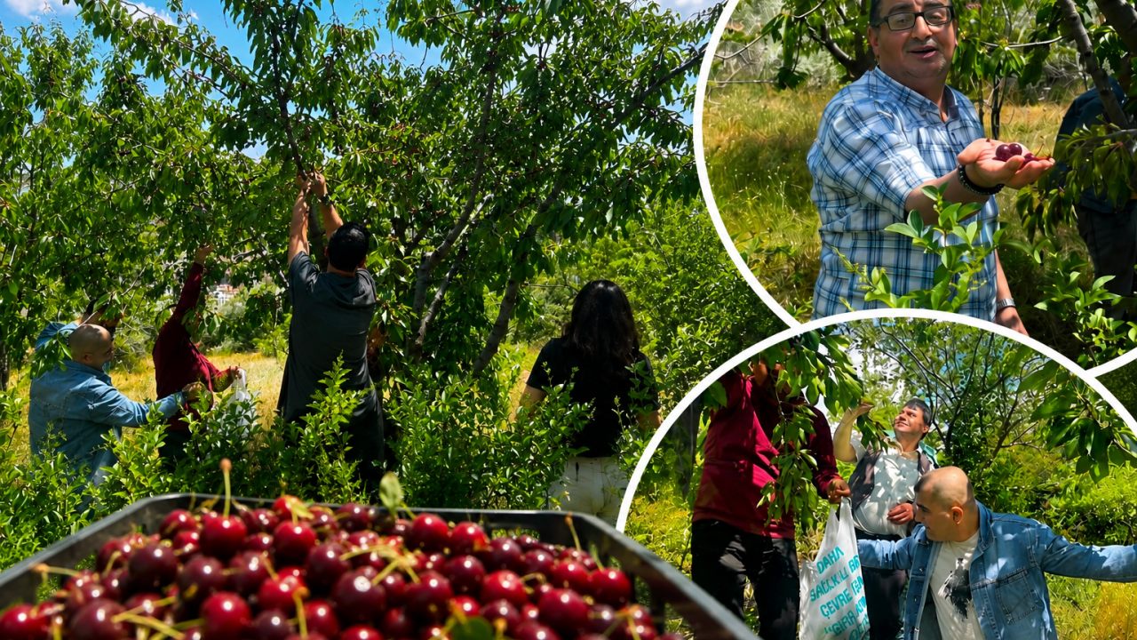 Yozgat'ta Duygulandıran Hasat! İlk Meyveler Dalından Toplandı