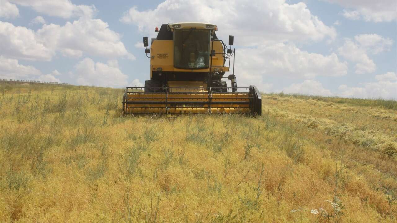 Yozgat'ta Mercimek Hasadı Başladı! Üretici Bu Yıl Rekolteye Güveniyor