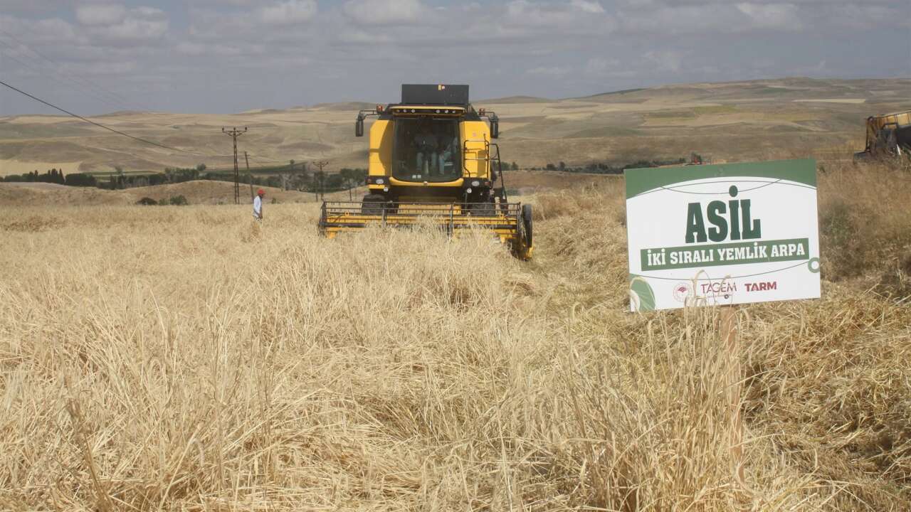 Yozgat'ta Arpa Hasadı Başladı! Verim Üreticiyi Umutlandırdı