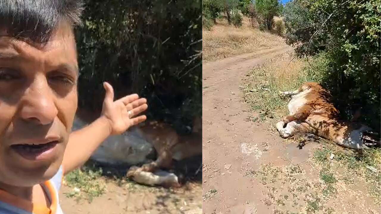 Yozgat Kabaktepe’de Telef Olan Büyükbaş Hayvan Endişe Yarattı