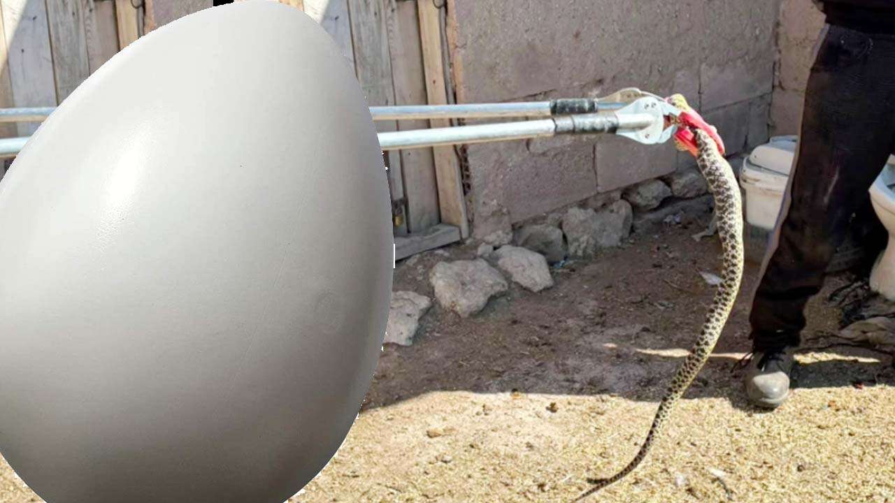 Yozgat'ta Yılan Alarmı! Son İki Ayda Peş Peşe Olaylar... Bu Kez Kümesin "Yumurta Hırsızı" Yakalandı