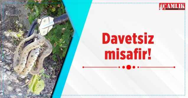 Yozgat'ta bir eve yılan girdi