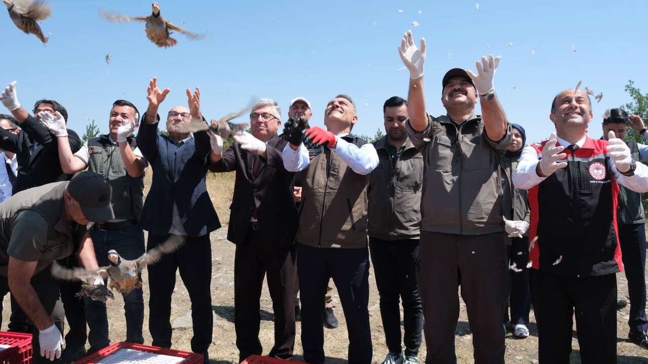 Yozgat’ta Bin Kınalı Keklik Doğayla Buluştu