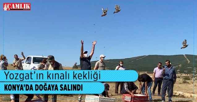Yozgat'ta üretilen kınalı keklikler Konya'da doğaya salındı