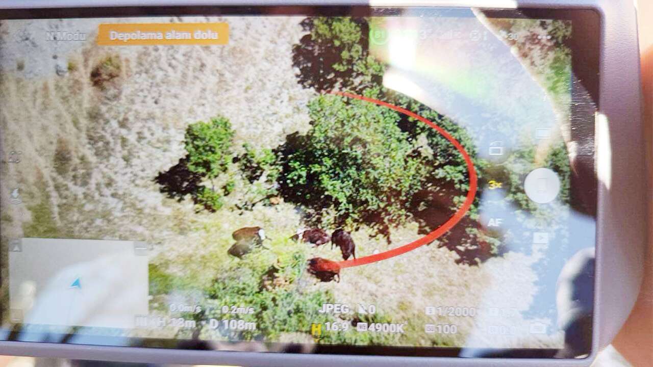 Yozgat’ta Kayıp Hayvanlar Jandarmayla Sahibine Kavuştu