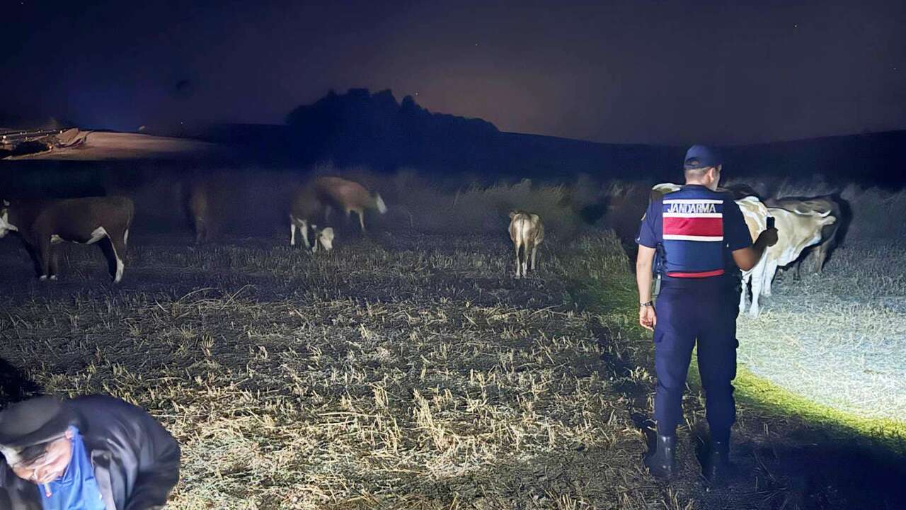 Saraykent’te kaybolan büyükbaşlar jandarma tarafından bulundu