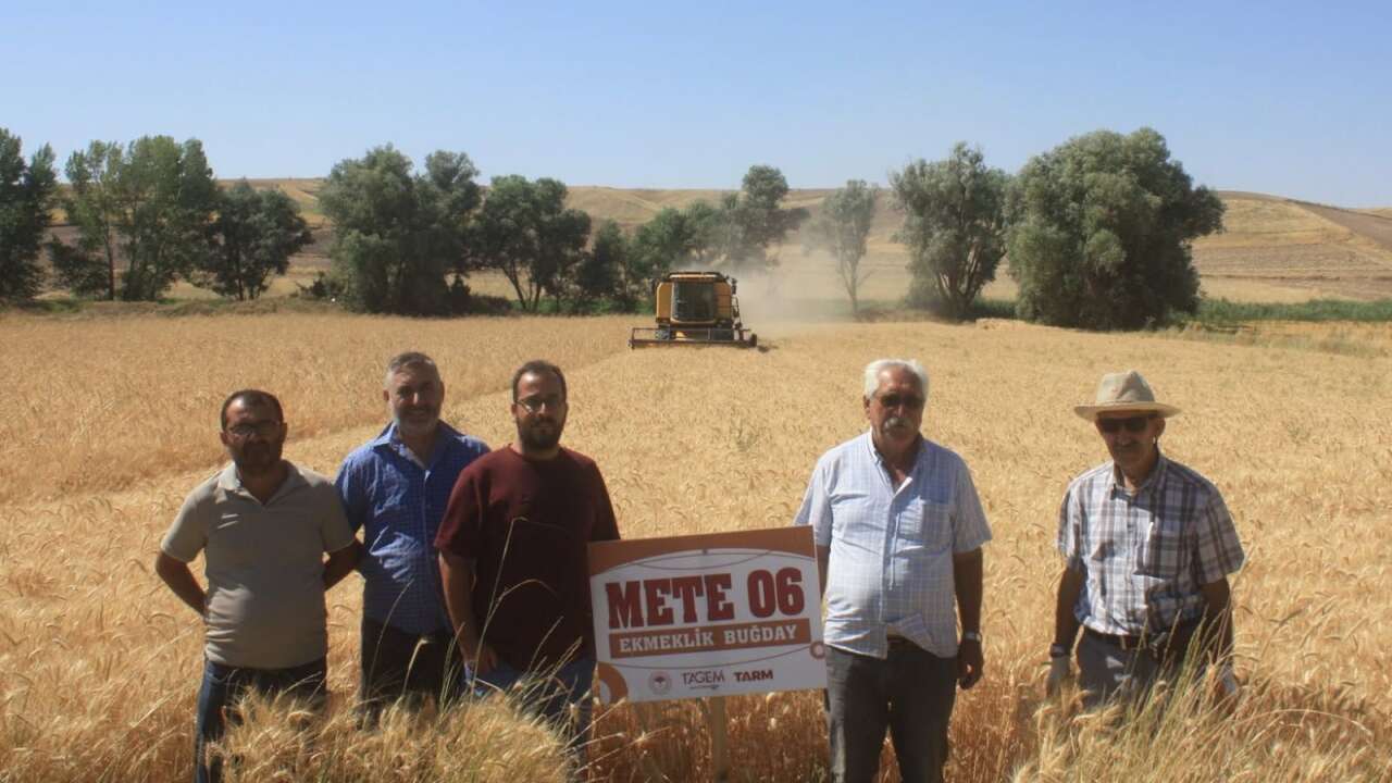 Yozgat'ta Rekor Verim! METE06 Buğdayı Dekarda 827 Kilograma Ulaştı