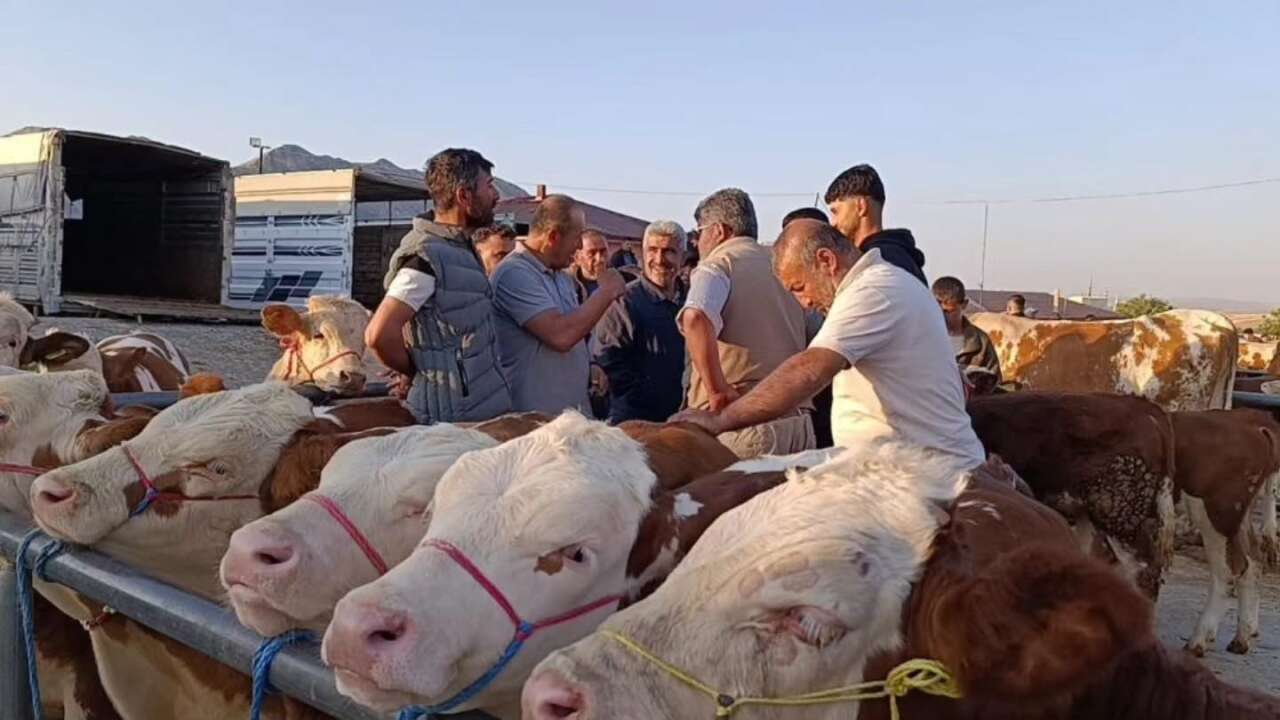 Yozgat Sorgun Hayvan Pazarı’nda Fiyatlar Geriledi