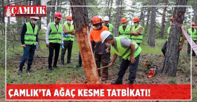 Çamlık’ta ‘ağaç kesme’ tatbikatı