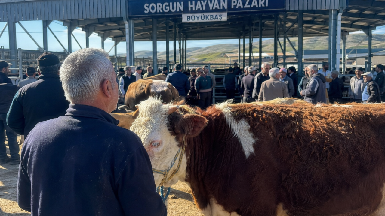 Besiciler Tarih Verdi! Yozgat'ta Hayvan Fiyatları Dip Seviyeyi Gördü