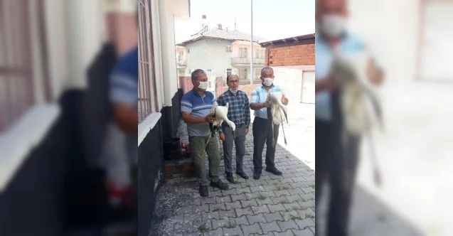 Annelerinin yuvadan attığı leylek yavrularına hoca sahip çıktı