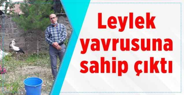 Yozgat'ta annelerinin yuvadan attığı leylek yavrularına hoca sahip çıktı