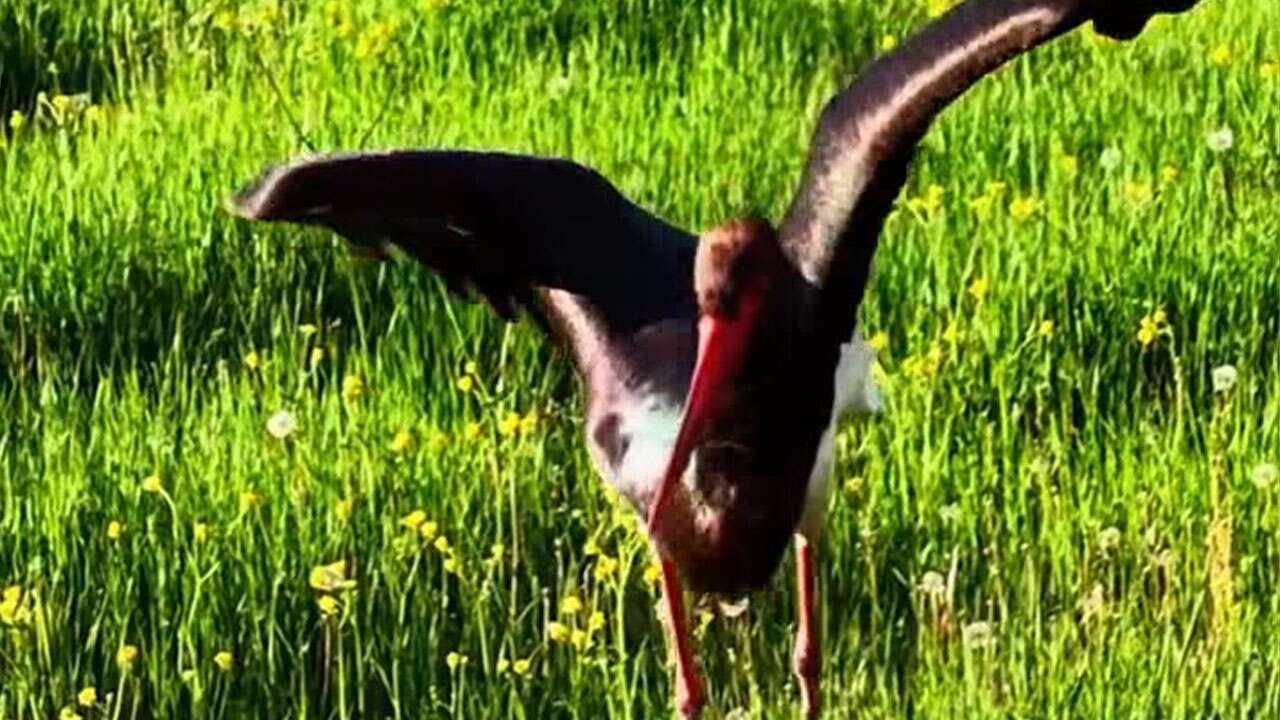 Yozgat’ın Nadir Misafiri Görüntülendi