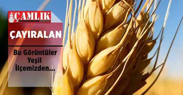 Bu Görüntüler Bozok Yaylası Yozgat'ın Çayıralan İlçesi'nden