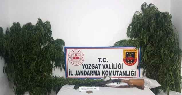 Jandarma ekipleri 51 kök kenevir bitkisi ele geçirdi