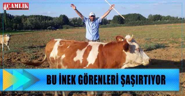 Bu inek görenleri şaşırtıyor