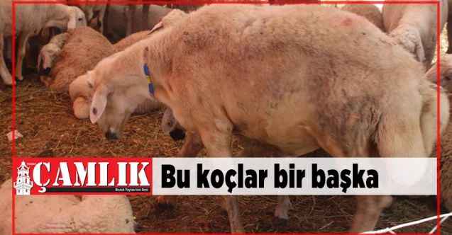 Yozgat’ın kuyruklu koçları kurban pazarında yoğun ilgi gördü