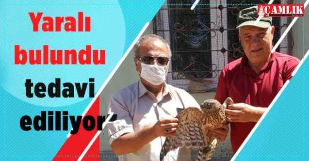 Yozgat'ta yaralı bulunan Gökçe Delicesi tedavi ediliyor