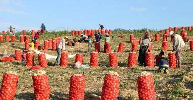Tarlada soğan 60 kuruş, patates 1 lira