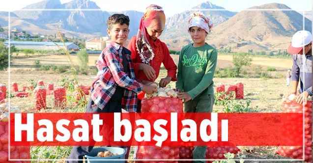 Yozgat'ta Tarlada soğan 60 kuruş, patates 1 lira