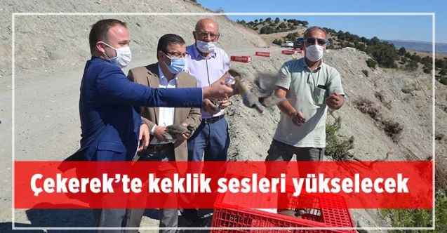 Çekerek’te keklik sesleri yükselecek