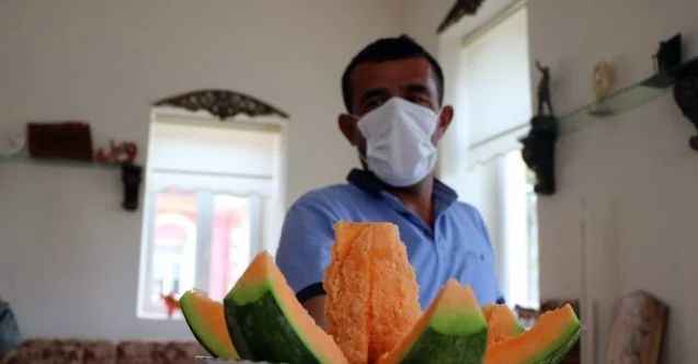 Bağrıbütün kavununda hasat zamanı başladı