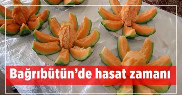 Bağrıbütün kavununda hasat zamanı başladı