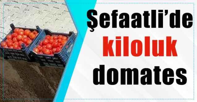 Şefaatli’de kiloluk domates