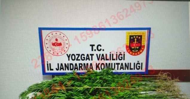 Yasadışı kenevir ekimine suçüstü: 2 kişi tutuklandı