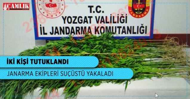 Yasadışı kenevir ekimine suçüstü, 2 kişi tutuklandı