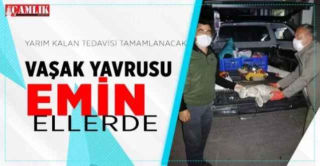 Vaşak Yavrusunun yarım kalan tedavisi Sorgun DKMP Şefliği tarafından tamamlanacak