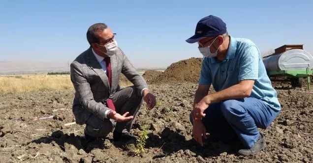 (Özel) MŞÜ’de ’Goji Berry’ yetiştiriciliği