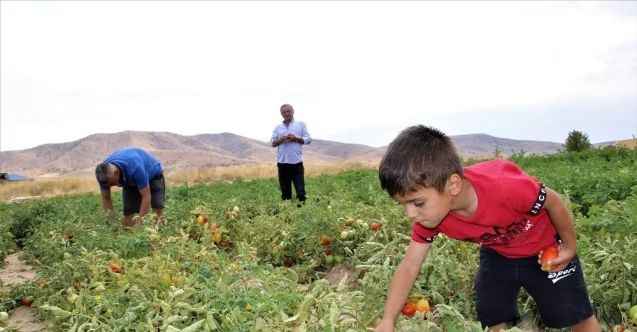 Elazığ’da, müşteriler tarlada kendi sebzesini toplayarak satın alıyor