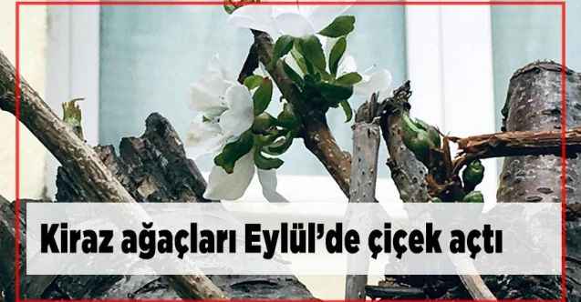 Eylül ayında çiçek açan kiraz ağacı şaşırttı