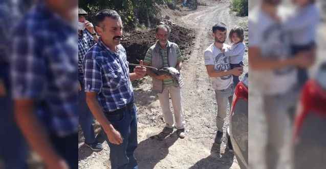 Beç tavukları kenelere geçit vermeyecek