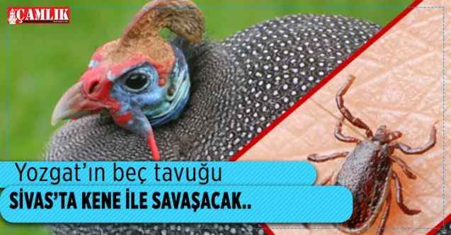 Yozgat'ın beç tavuğu Sivas'ta kene ile savaşacak